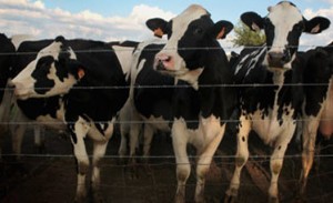 استراليا توقف تصدير المواشي إلى مصر بزعم معاملة وحشية للأبقار