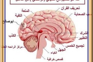 مخ الحوثي