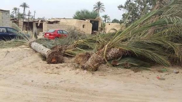 لدواع أمنية العسكر يبُيد أشجار النخيل والزيتون "الإرهابية" من سيناء